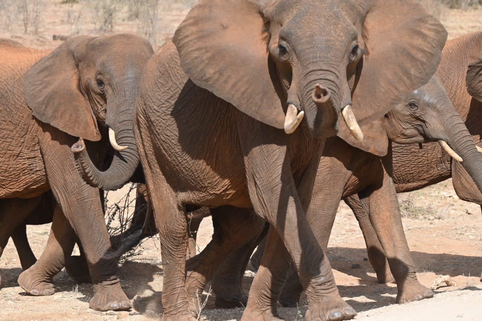 A close-up view of an elephant herd with raised trunks and tusks in Tsavo