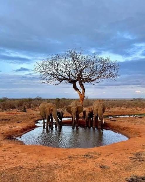 An elephant herd gathered at a waterhole beneath a lone tree at dusk, Tsavo