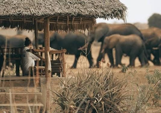 A guest relaxing on a lodge deck as elephants pass by below