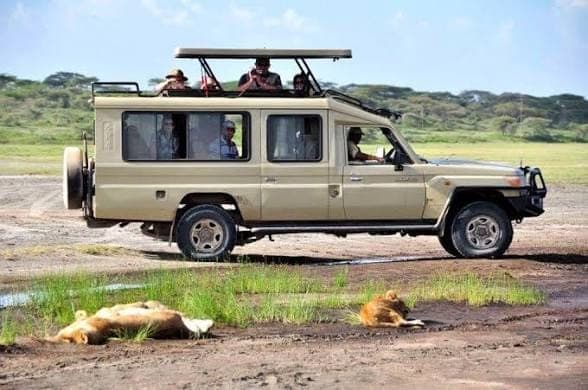 A safari vehicle pausing beside a pride of lions resting near the track