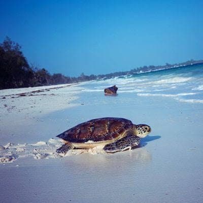 A green sea turtle resting on the white sand beach near Watamu