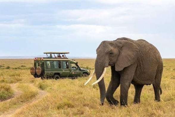 A safari vehicle and guests observing a tusker elephant on a Tsavo East day trip
