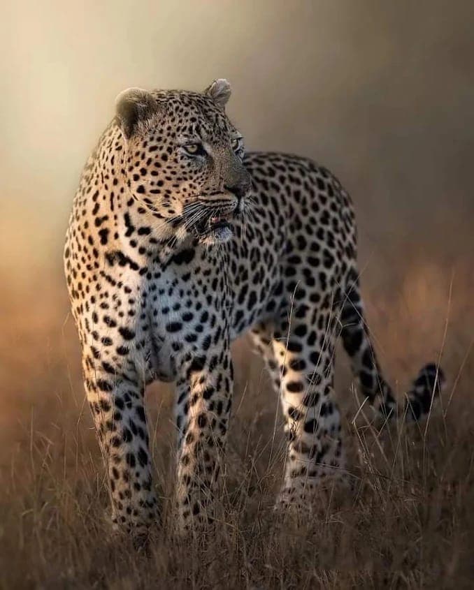A close-up portrait of a leopard standing alert in tall grass