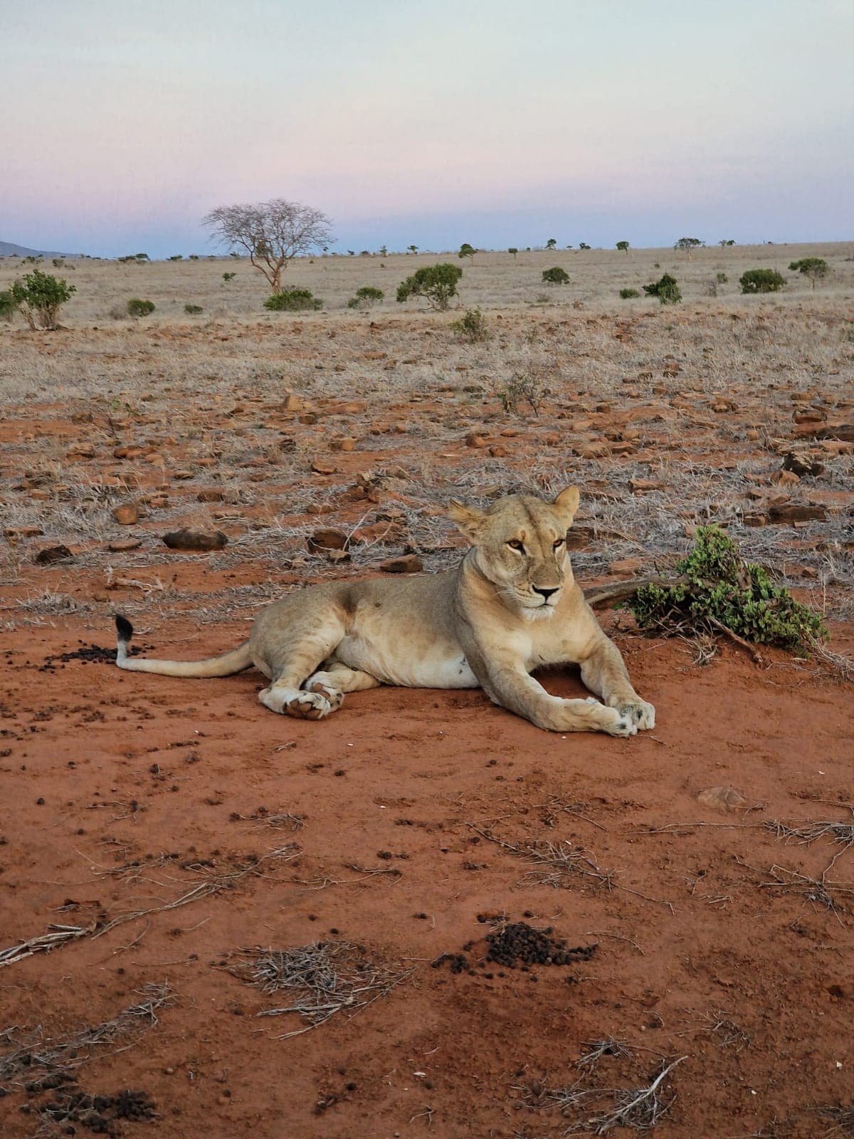 A lioness resting on the red earth of Tsavo at golden hour