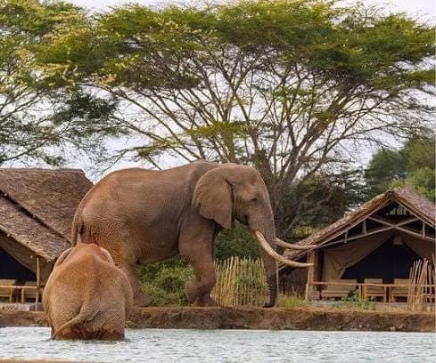 A guest seated in a thatched lodge gazebo as an elephant herd passes by