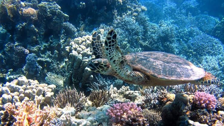 A sea turtle gliding over a vibrant coral reef in Watamu Marine Park