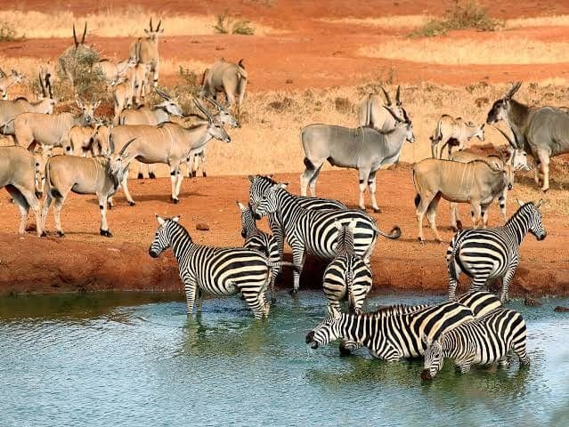 Zebra and oryx gathered at a waterhole on the red earth of Tsavo